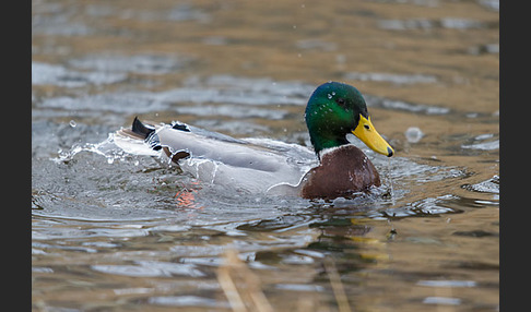 Stockente (Anas platyrhynchos)