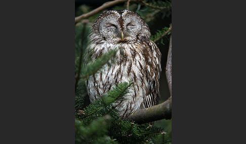 Waldkauz (Strix aluco)