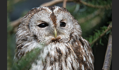 Waldkauz (Strix aluco)