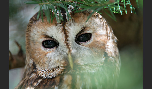 Waldkauz (Strix aluco)