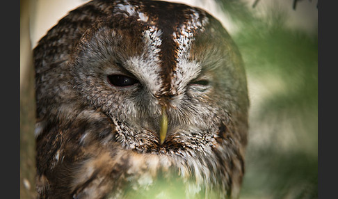 Waldkauz (Strix aluco)