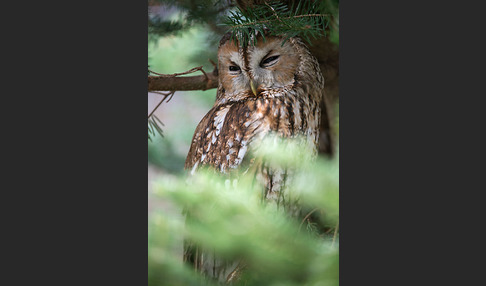 Waldkauz (Strix aluco)