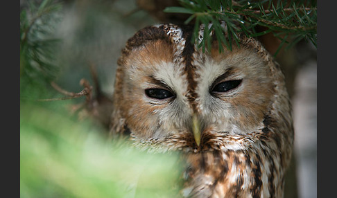 Waldkauz (Strix aluco)