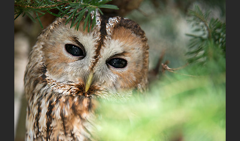 Waldkauz (Strix aluco)