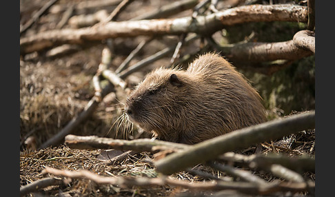 Nutria (Myocastor coypus)