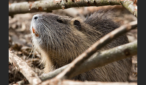 Nutria (Myocastor coypus)