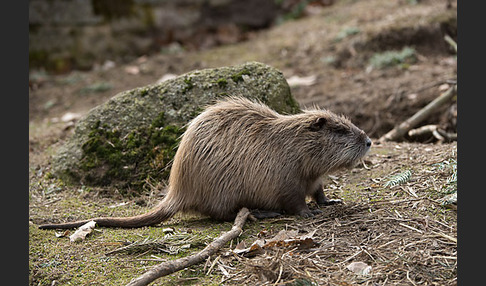 Nutria (Myocastor coypus)