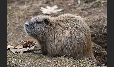 Nutria (Myocastor coypus)