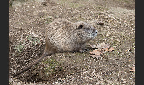 Nutria (Myocastor coypus)