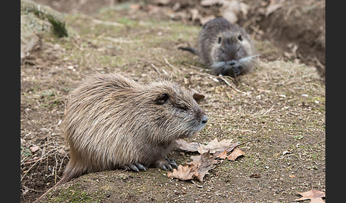 Nutria (Myocastor coypus)