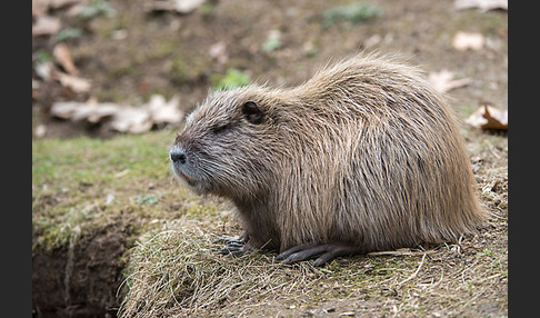 Nutria (Myocastor coypus)