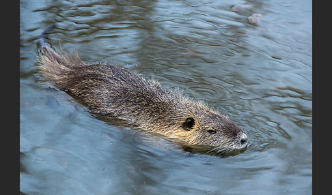 Nutria (Myocastor coypus)