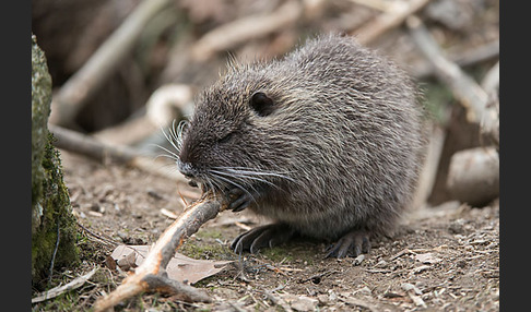 Nutria (Myocastor coypus)