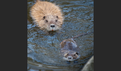 Nutria (Myocastor coypus)