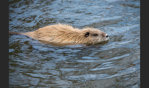 Nutria (Myocastor coypus)