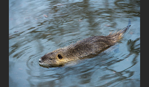 Nutria (Myocastor coypus)