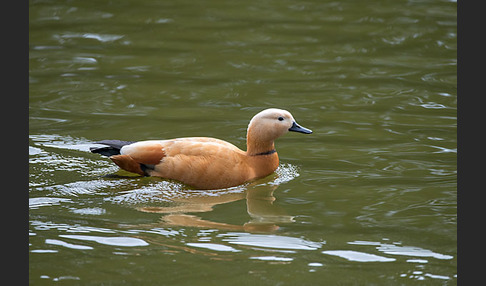 Rostgans (Tadorna ferruginea)