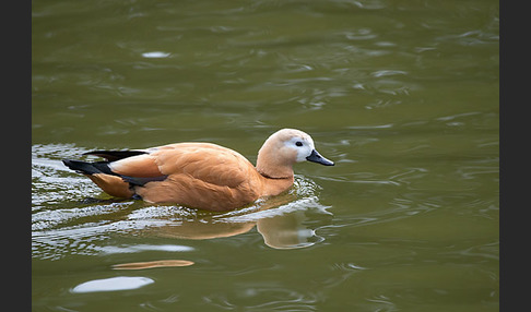 Rostgans (Tadorna ferruginea)