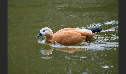 Rostgans (Tadorna ferruginea)