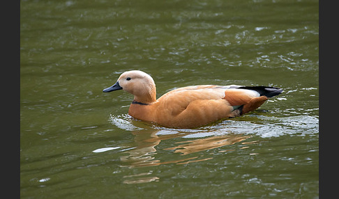 Rostgans (Tadorna ferruginea)