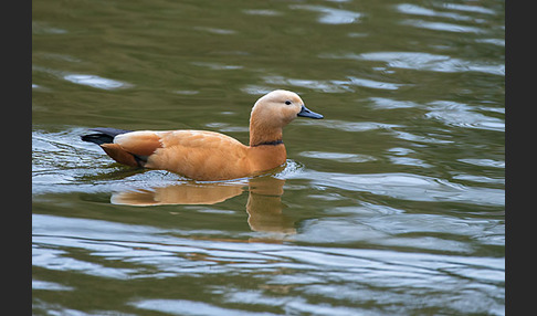 Rostgans (Tadorna ferruginea)