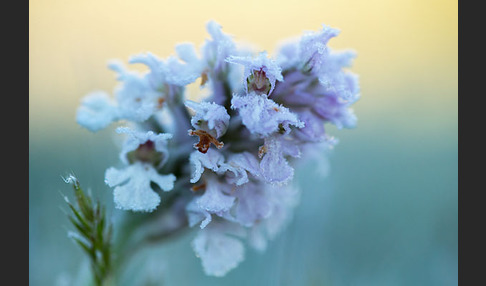 Dreizähniges Knabenkraut (Orchis tridentata)