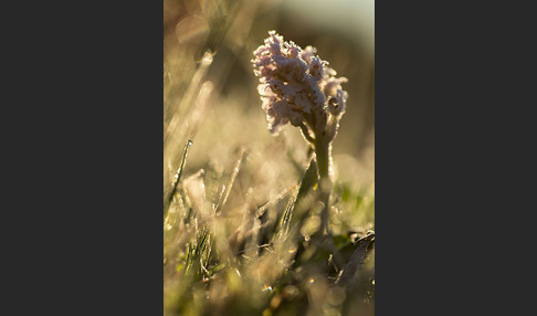 Dreizähniges Knabenkraut (Orchis tridentata)