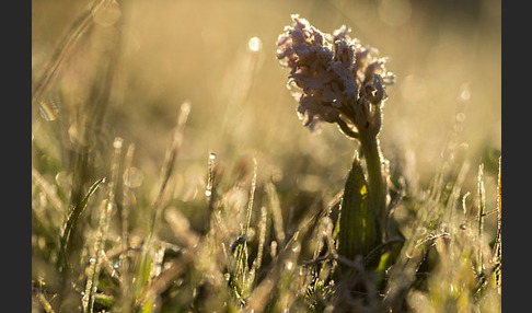 Dreizähniges Knabenkraut (Orchis tridentata)