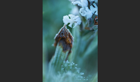 Dreizähniges Knabenkraut (Orchis tridentata)