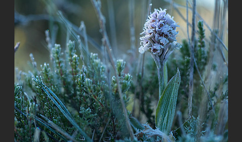 Dreizähniges Knabenkraut (Orchis tridentata)