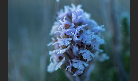 Dreizähniges Knabenkraut (Orchis tridentata)