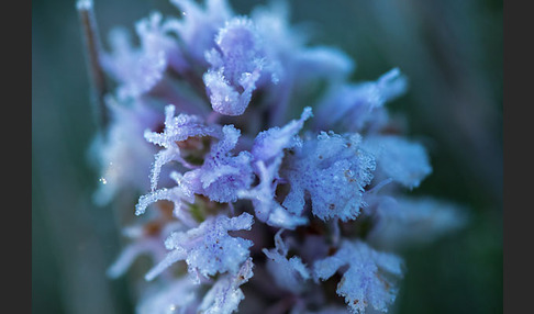 Dreizähniges Knabenkraut (Orchis tridentata)