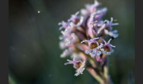 Dreizähniges Knabenkraut (Orchis tridentata)