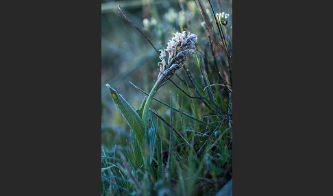 Dreizähniges Knabenkraut (Orchis tridentata)