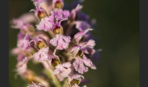 Dreizähniges Knabenkraut (Orchis tridentata)