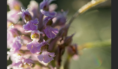 Dreizähniges Knabenkraut (Orchis tridentata)