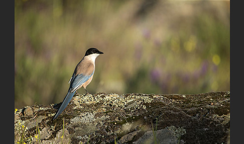 Blauelster (Cyanopica cyanus)