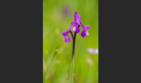 Dreiknollen-Knabenkraut (Orchis champagneuxii)