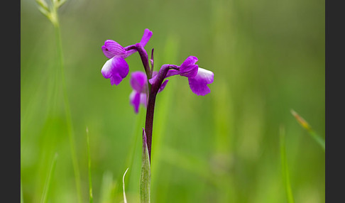 Dreiknollen-Knabenkraut (Orchis champagneuxii)