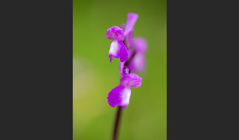 Dreiknollen-Knabenkraut (Orchis champagneuxii)