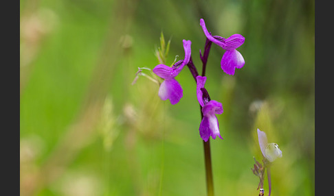 Dreiknollen-Knabenkraut (Orchis champagneuxii)