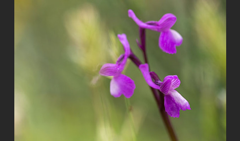 Dreiknollen-Knabenkraut (Orchis champagneuxii)