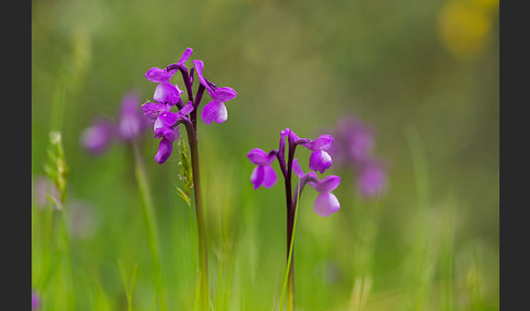 Dreiknollen-Knabenkraut (Orchis champagneuxii)