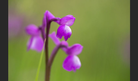 Dreiknollen-Knabenkraut (Orchis champagneuxii)