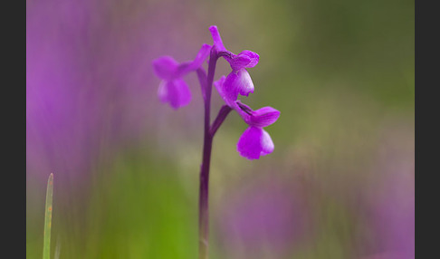 Dreiknollen-Knabenkraut (Orchis champagneuxii)