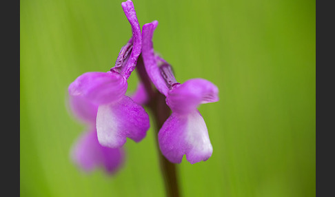 Dreiknollen-Knabenkraut (Orchis champagneuxii)