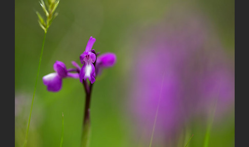 Dreiknollen-Knabenkraut (Orchis champagneuxii)