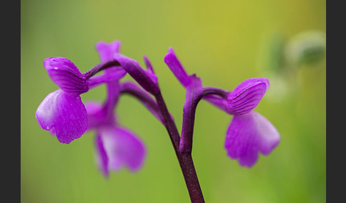 Dreiknollen-Knabenkraut (Orchis champagneuxii)