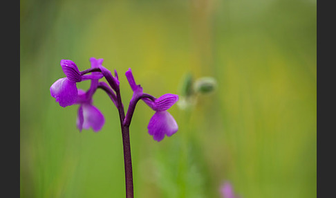 Dreiknollen-Knabenkraut (Orchis champagneuxii)