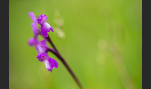 Dreiknollen-Knabenkraut (Orchis champagneuxii)